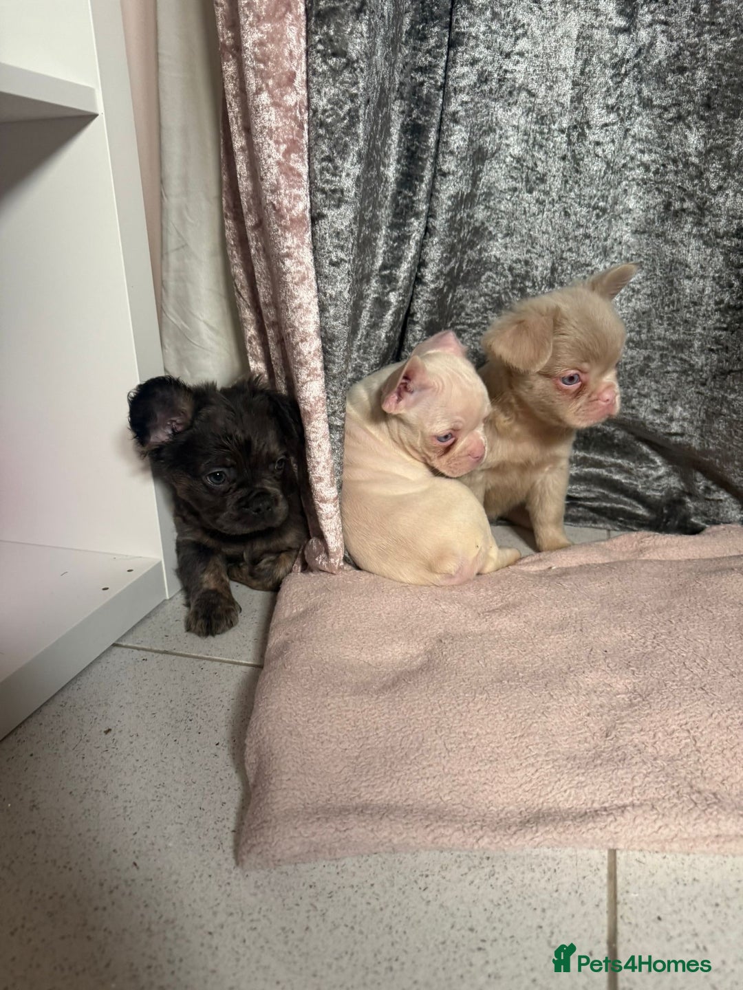 French Bulldog dogs for sale: REDUCED mixed pink and caramel French bulldogs - Advert 8