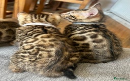 Bengal cats for sale: 5 Stunning Bengal girls ready for their new homes - Image 9