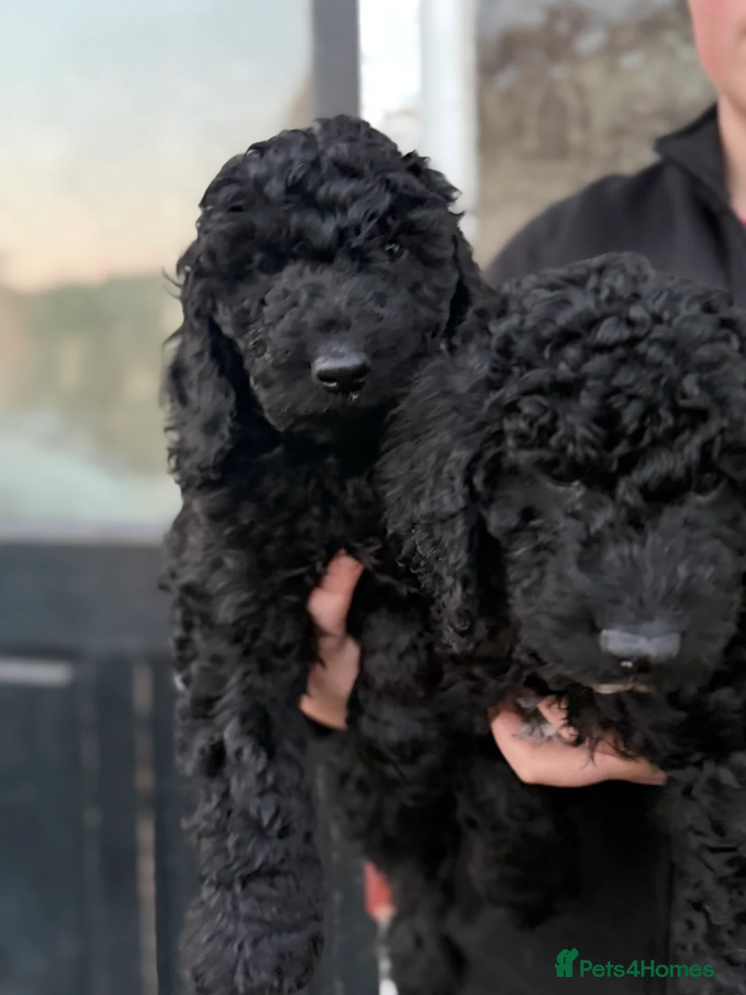 Goldendoodle dogs for sale: Female Goldendoodle Ready Now - Advert 16