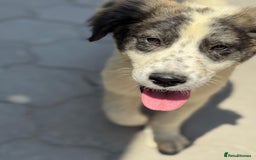 Mixed Breed dogs for adoption: ODIN, a superb young boy - for a Loving Home - Image 22