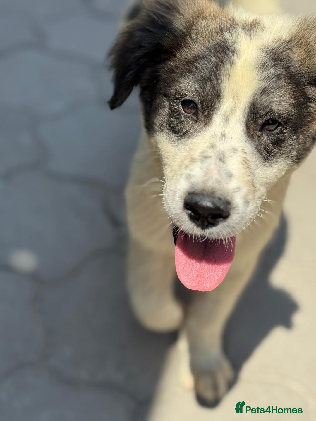 Mixed Breed dogs for adoption: ODIN, a superb young boy - for a Loving Home - Image 22