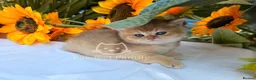British Shorthair cats for sale: ✨ EXCEPTIONAL GOLDEN BRITISH SHORTHAIR BOYS ✨ - Advert 11