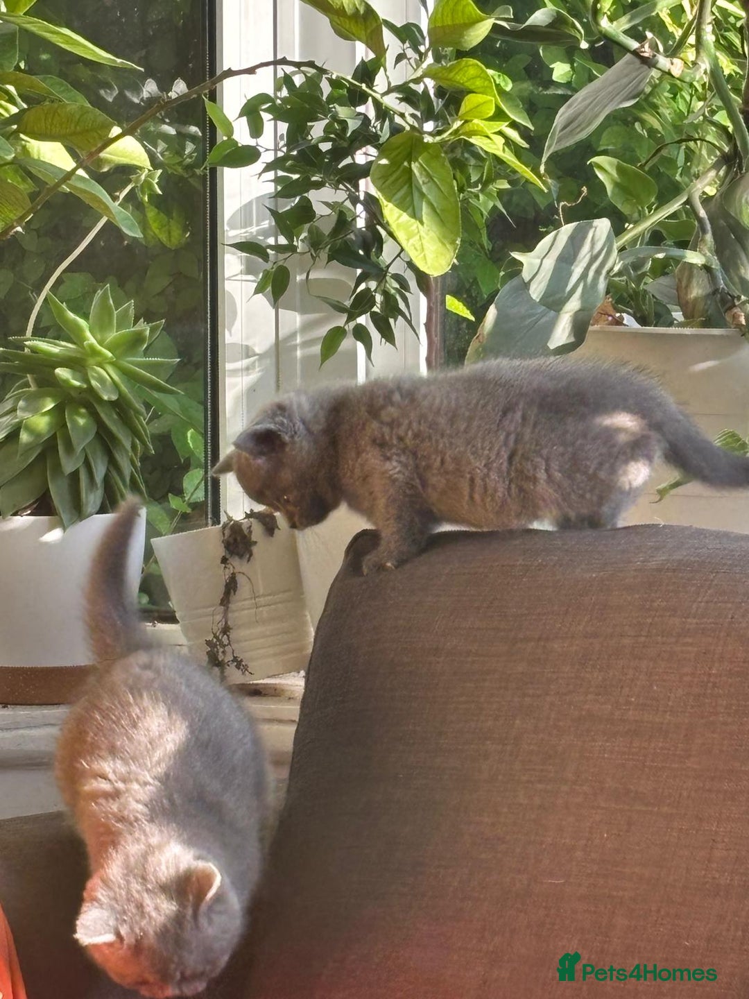 British Shorthair cats for sale: British Shorthair Kittens Available - Image 3