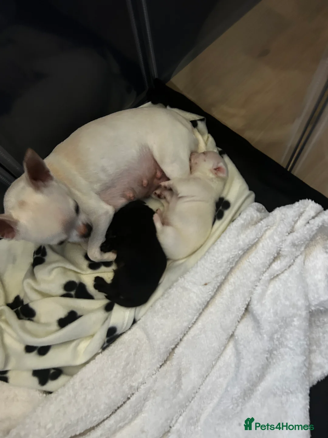 Chihuahua dogs for sale: 2 chihuahua puppies for sale in Biggleswade - Advert 12