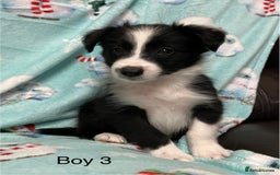Border Collie dogs for sale: PEDIGREE ISDS & KC BORDER COLLIE PUPS - Image 24