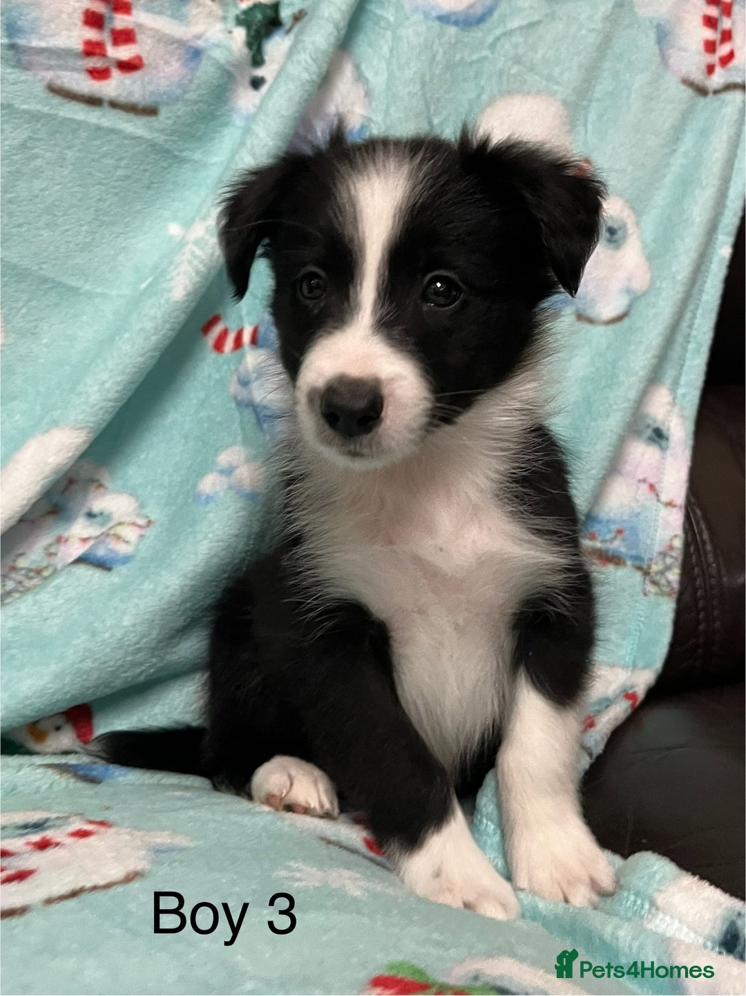 Border Collie dogs for sale: PEDIGREE ISDS & KC BORDER COLLIE PUPS - Image 24