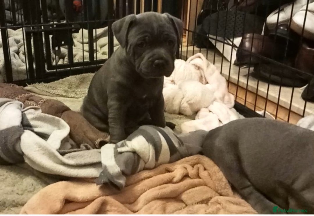 Staffordshire Bull Terrier dogs for sale: Beautiful Staffordshire Bull Terrier puppies - Advert 10
