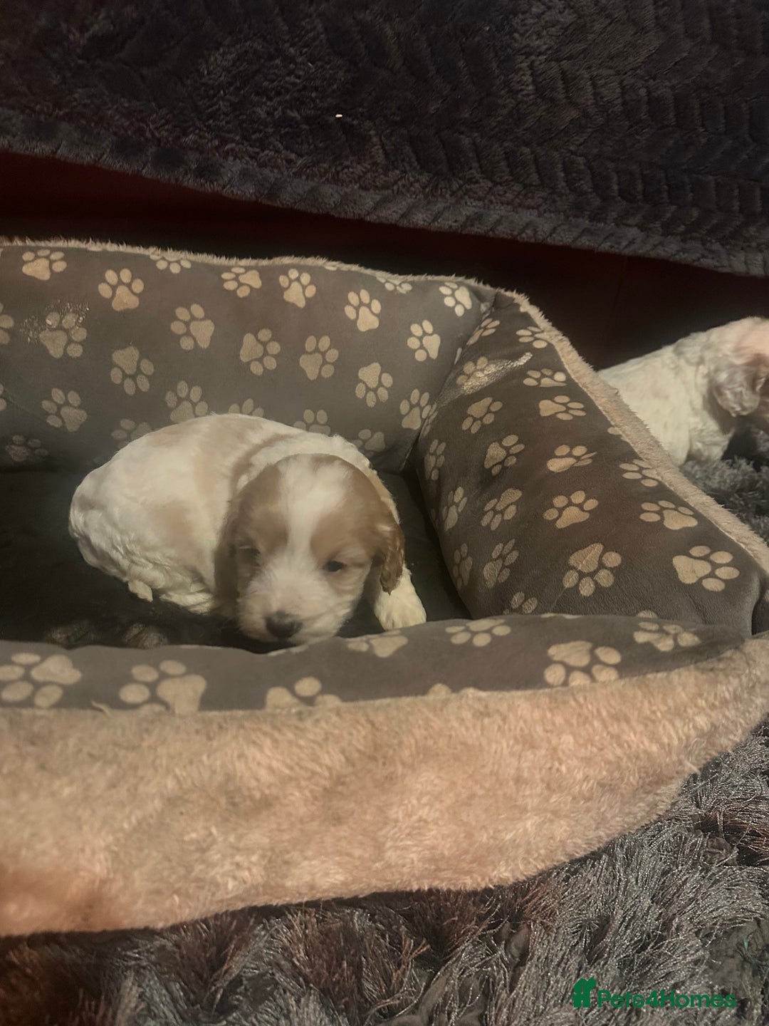 Cockapoo dogs for sale: F3 cockapoo puppies  - Advert 5