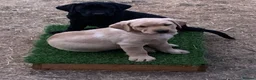 Labrador Retriever dogs for sale: KC reg Working Labrador puppies  - Advert 1