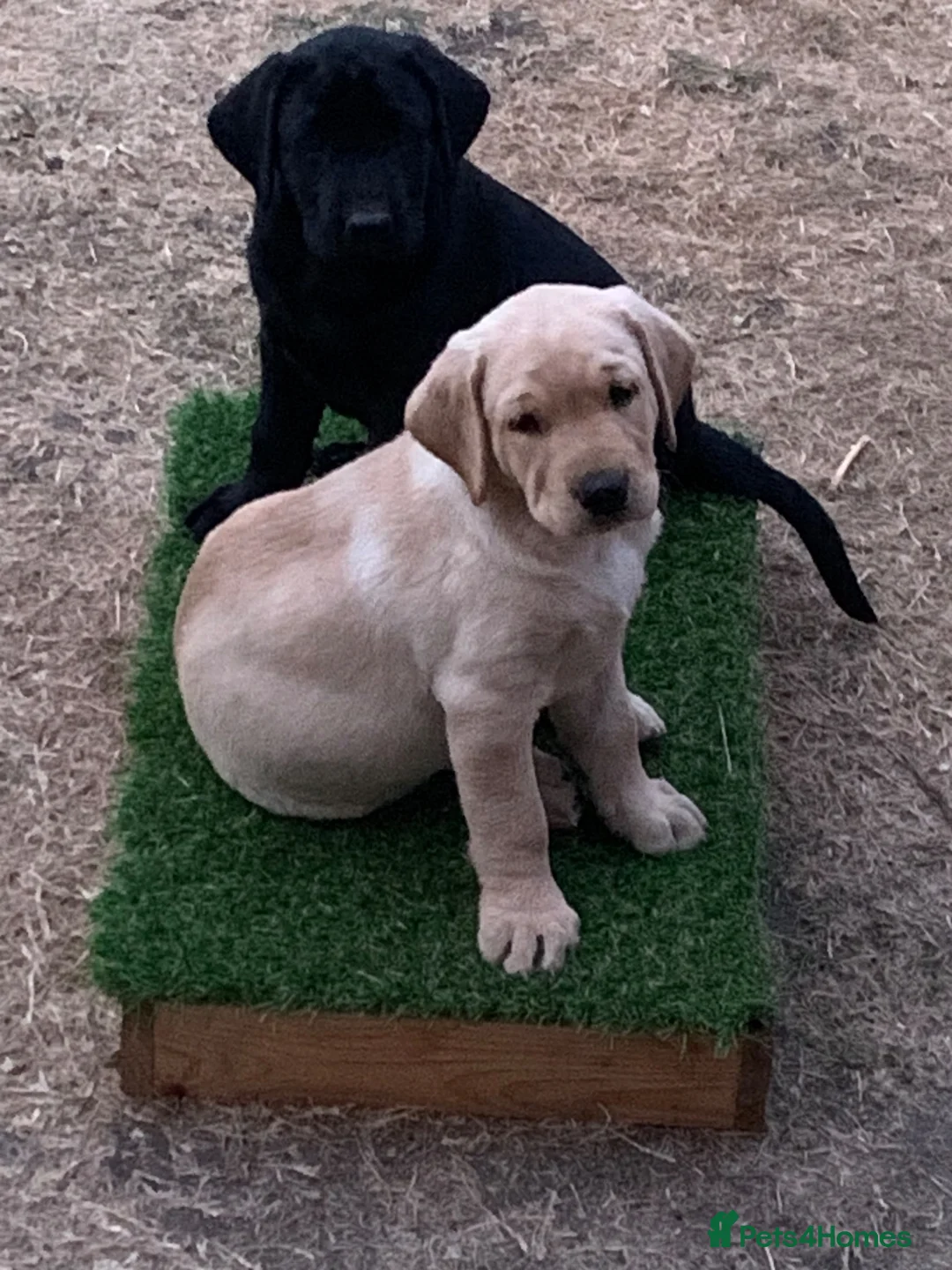 Labrador Retriever dogs for sale: KC reg Working Labrador puppies  - Advert 1