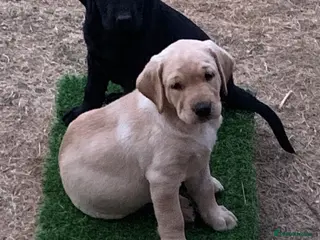 Labrador Retriever dogs KC reg Working Labrador puppies - Advert 14