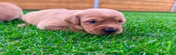 Goldador dogs for sale: Beautiful Golden Goldador Babies 🐾🐾🐾 - Advert 22