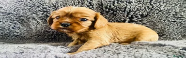 Cavalier King Charles Spaniel 1