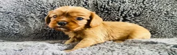 Cavalier King Charles Spaniel dogs for sale: KC Cavalier King Charles Puppies, All 4 Colours. - Advert 4