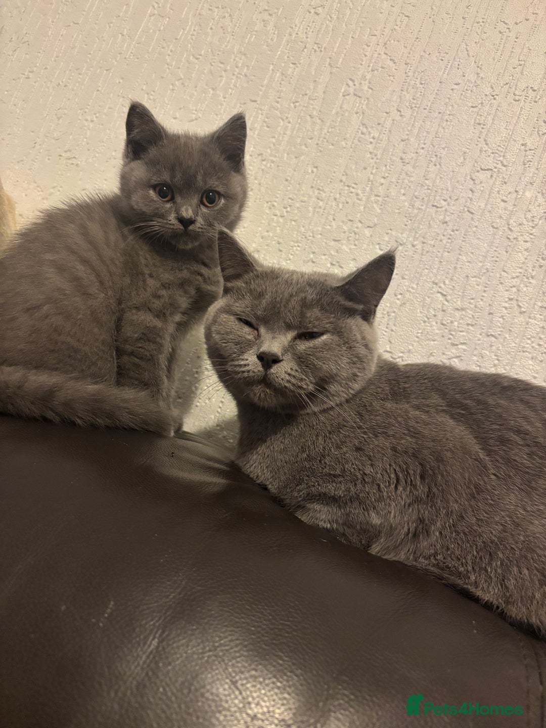 British Shorthair cats for sale: Beautiful Blue Boy - Advert 3