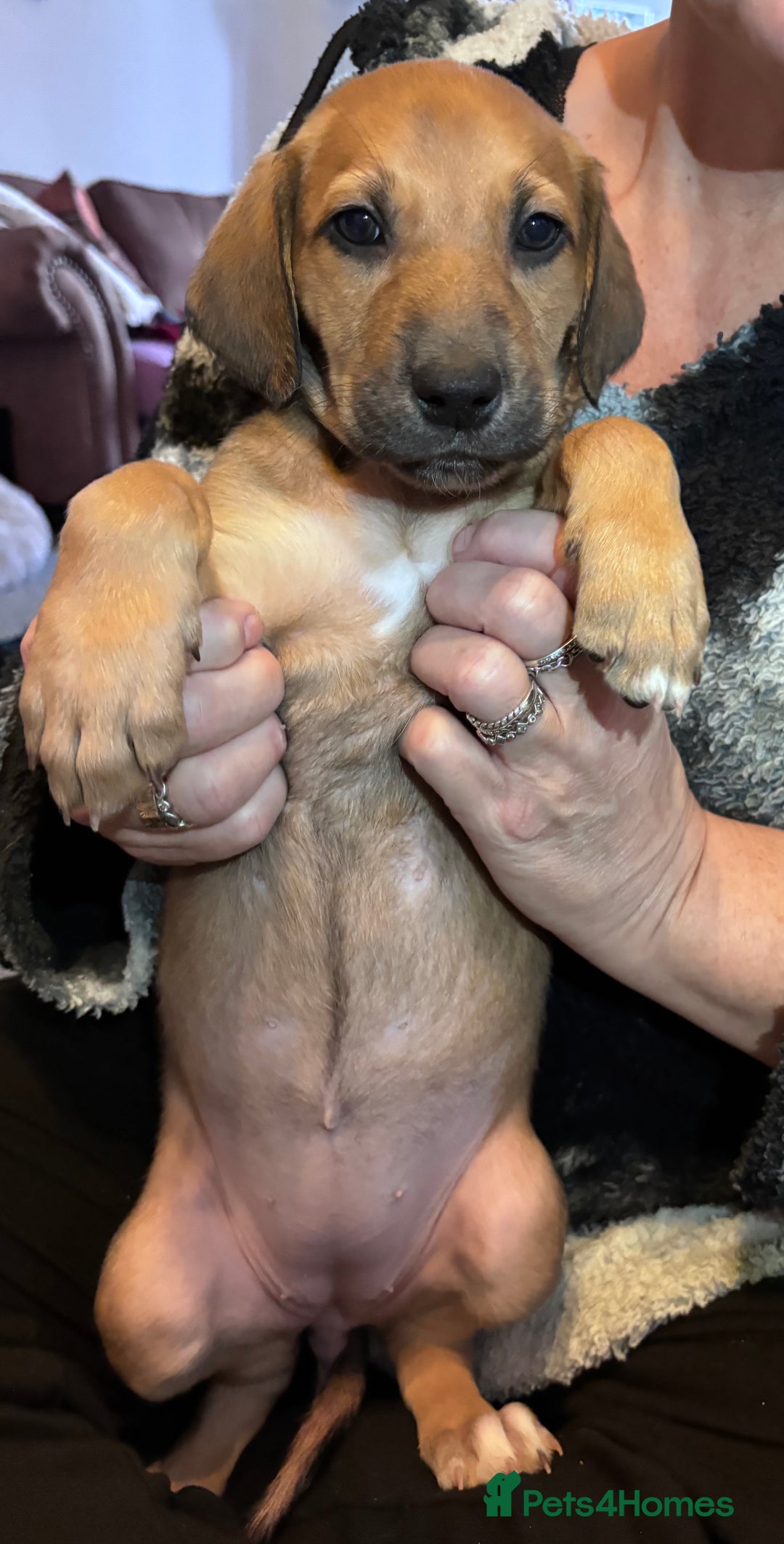 Mixed Breed dogs for sale: SalukiX⭐️ ONLY 4 Left ! READY TO GO  - Advert 15