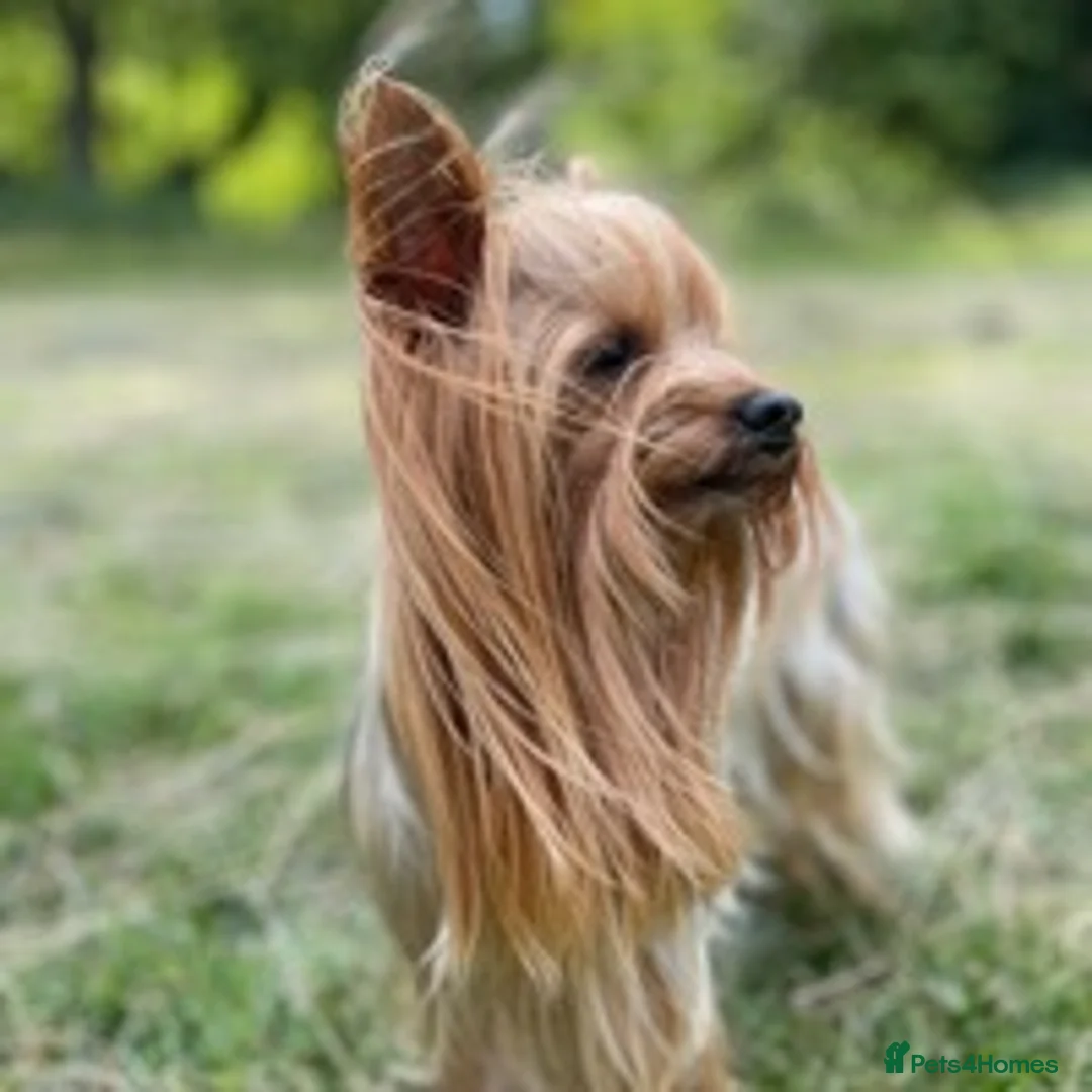 Yorkshire Terrier dogs for stud: Experienced STUD,KC REG Yorkshire Terrier  in Caterham - Advert 2
