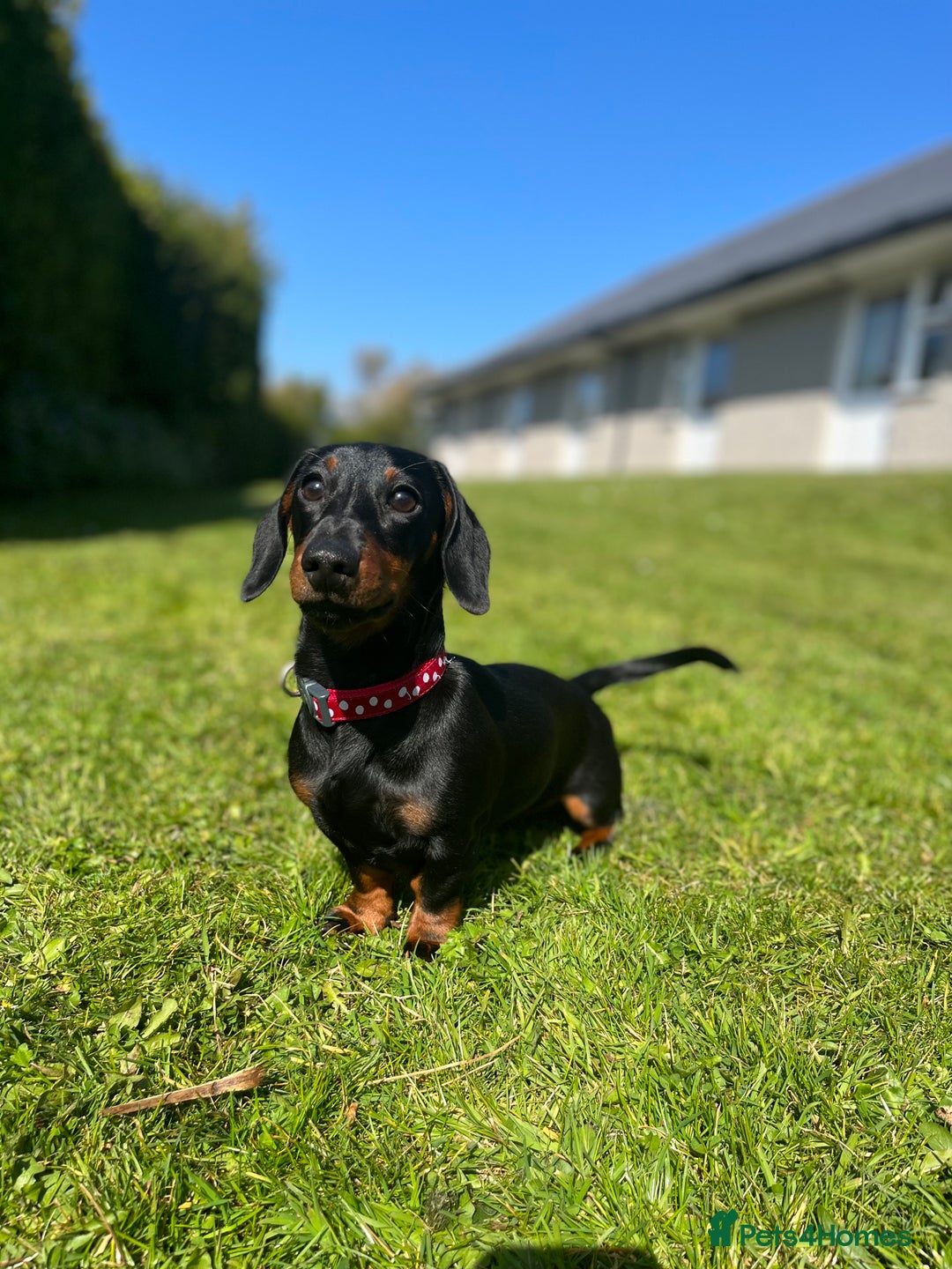 Miniature Dachshund dogs for sale: Miniature Dachshund Puppies  - Advert 4