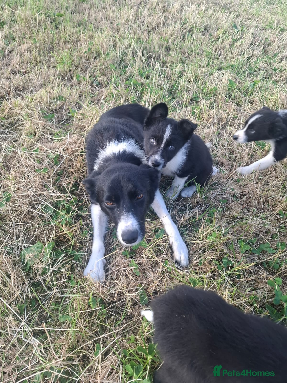 Border Collie dogs Gorgeous little border collies puppies - Advert 2