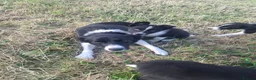 Border Collie dogs for sale: Gorgeous little border collies puppies - Advert 2