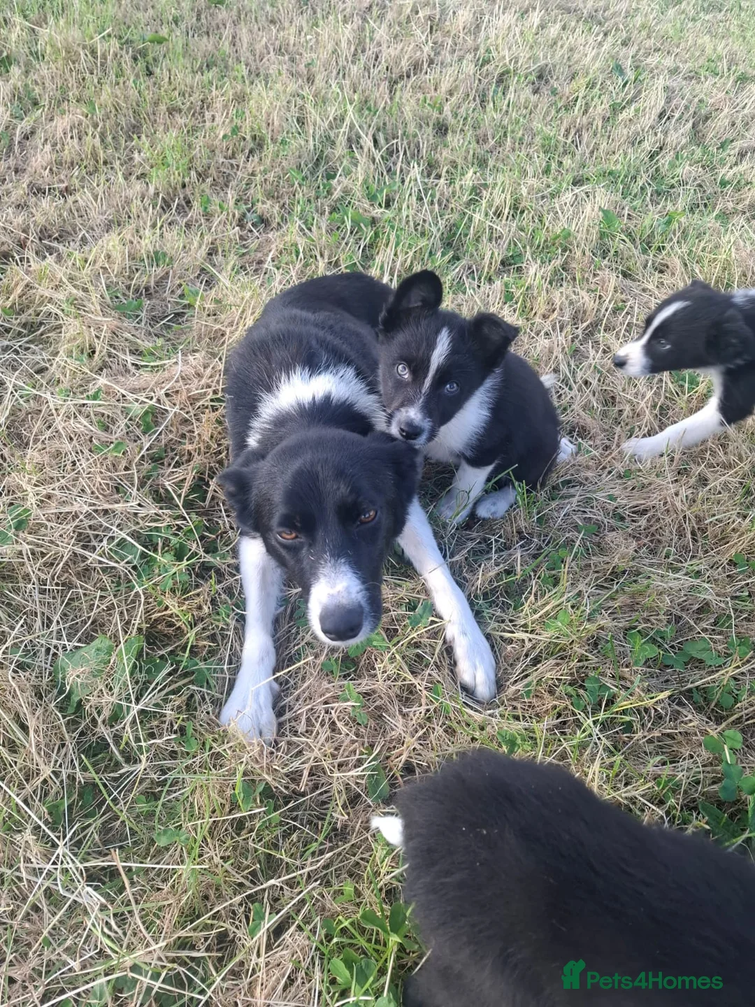 Border Collie dogs for sale: Gorgeous little border collies puppies - Advert 2
