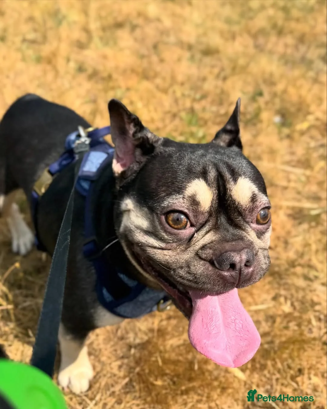 French Bulldog dogs for sale: Male french bullldog - Advert 4