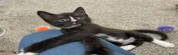 Sphynx cats for sale: LAST FEMALE fluffy half Sphynx kitten - Ready Now  - Advert 14