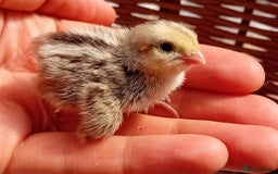 Quail poultry for sale: Snowflake Bobwhite Quail Chicks ~ Various Ages - Image 12