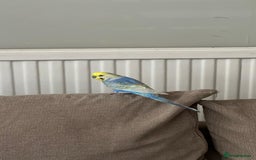 Budgerigars birds for sale: Pair of budgies - Image 3