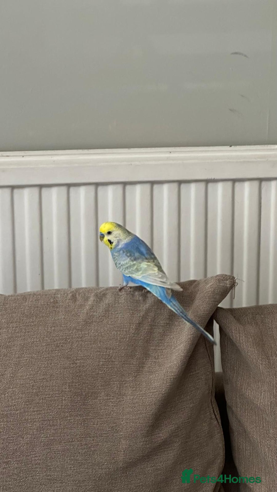 Budgerigars birds for sale: Pair of budgies - Image 3