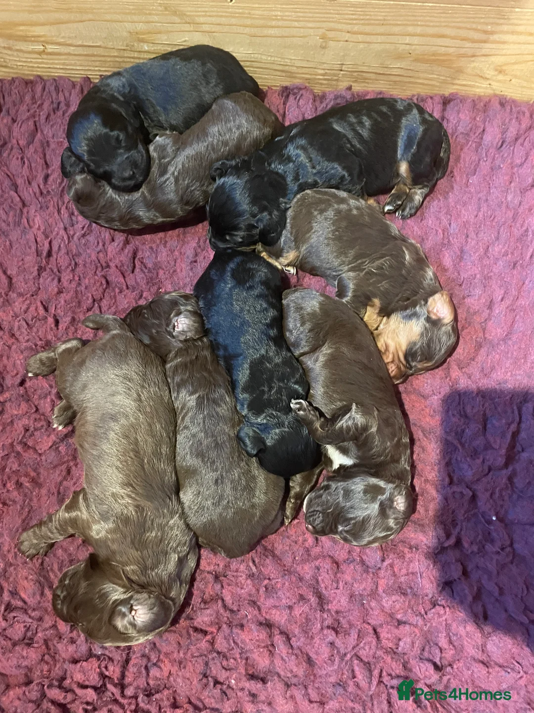 Cocker Spaniel dogs for stud: Working Cocker Spaniel Heath Tested for Stud - Advert 4