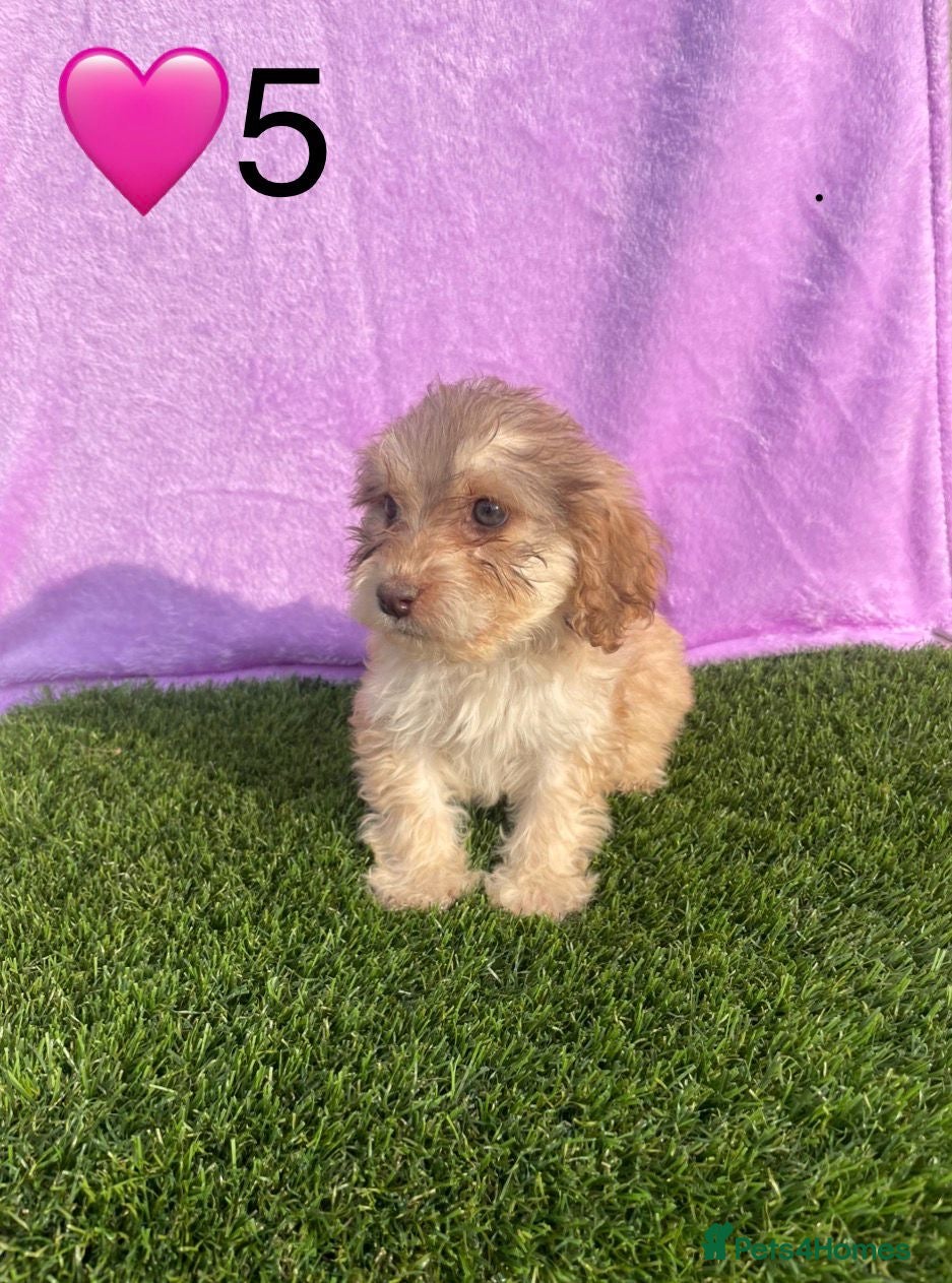 Cockapoo dogs for sale: ⭐️Beautiful Minature Cockapoos⭐️ - Advert 8