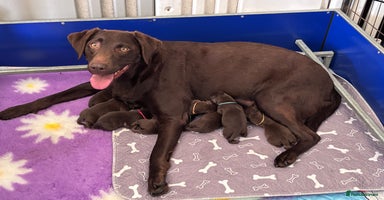 Labrador Retriever dogs - Advert 6