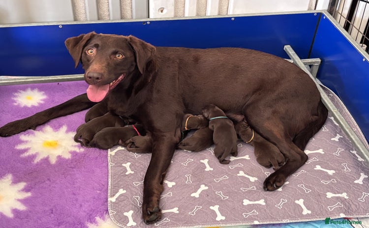 Labrador Retriever dogs - Advert 3