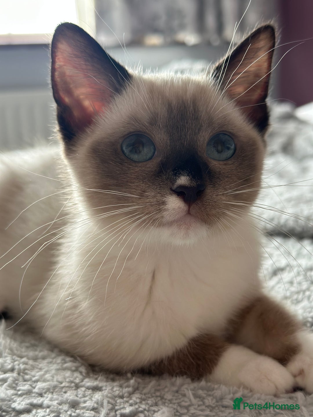 Ragdoll cats for sale: Two beautiful playful ragdolls ready now - Image 7