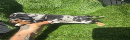 Dachshund dogs for sale: 🐾DWKC REG, DACHSHUND PUPPIES - Advert 3