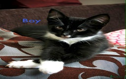 Maine Coon cats for sale: Beautiful Maine Coon Mix  - Image 2
