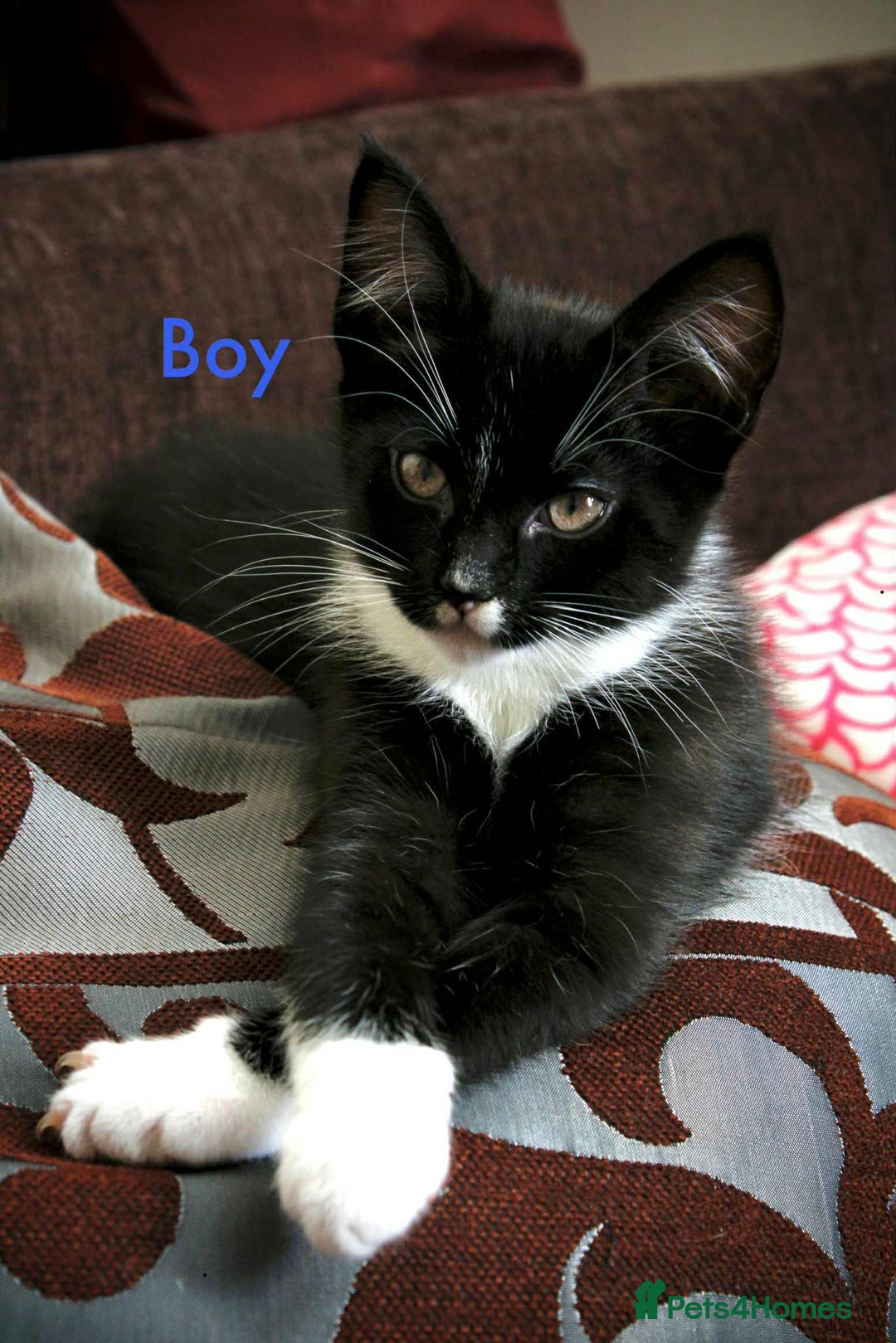 Maine Coon cats for sale: Beautiful Maine Coon Mix  - Image 2