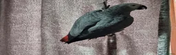 Parrots birds for sale: African grey Friendly, Intelligent and Talkative  - Advert 2