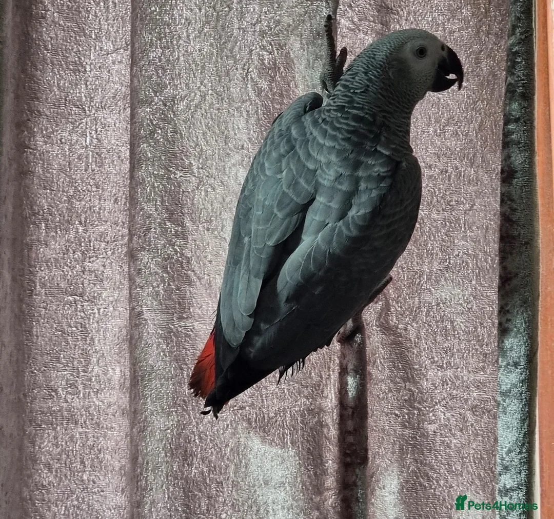 Parrots birds for sale: African grey Friendly, Intelligent and Talkative  - Advert 2