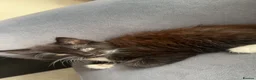 British Longhair cats for sale: 3 longhair kittens for sale (PRICE NEGOTIABLE) - Advert 2