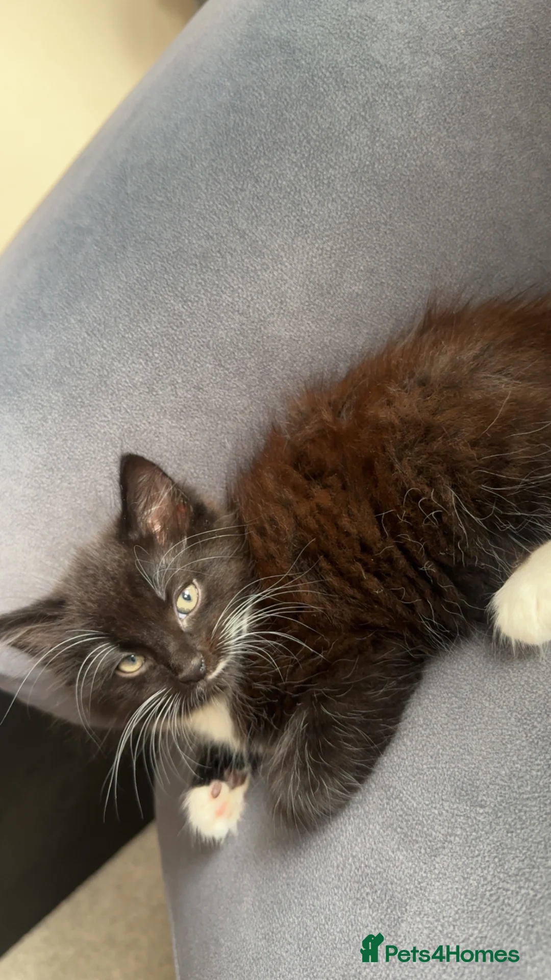 British Longhair cats for sale: 3 longhair kittens for sale (PRICE NEGOTIABLE) - Advert 2