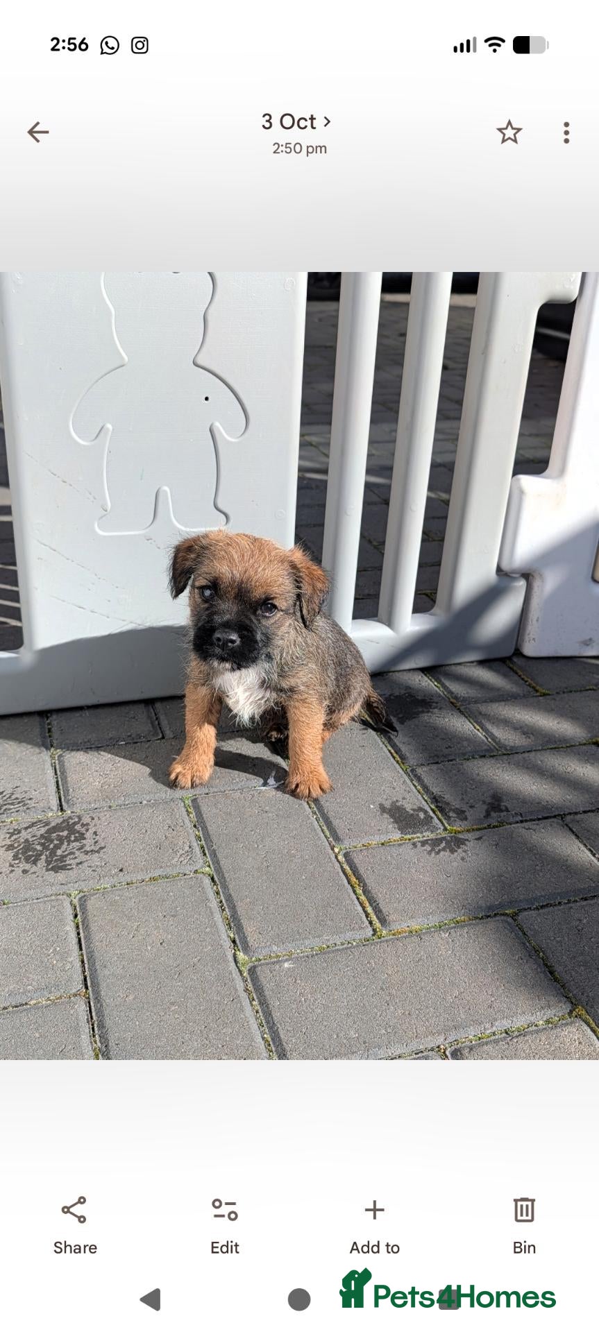 Border Terrier dogs KC border terrier puppies 2 boys - Advert 2