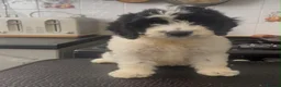 Cockapoo dogs for sale: Beautiful litter of cockapoos ready to leave now  - Advert 14