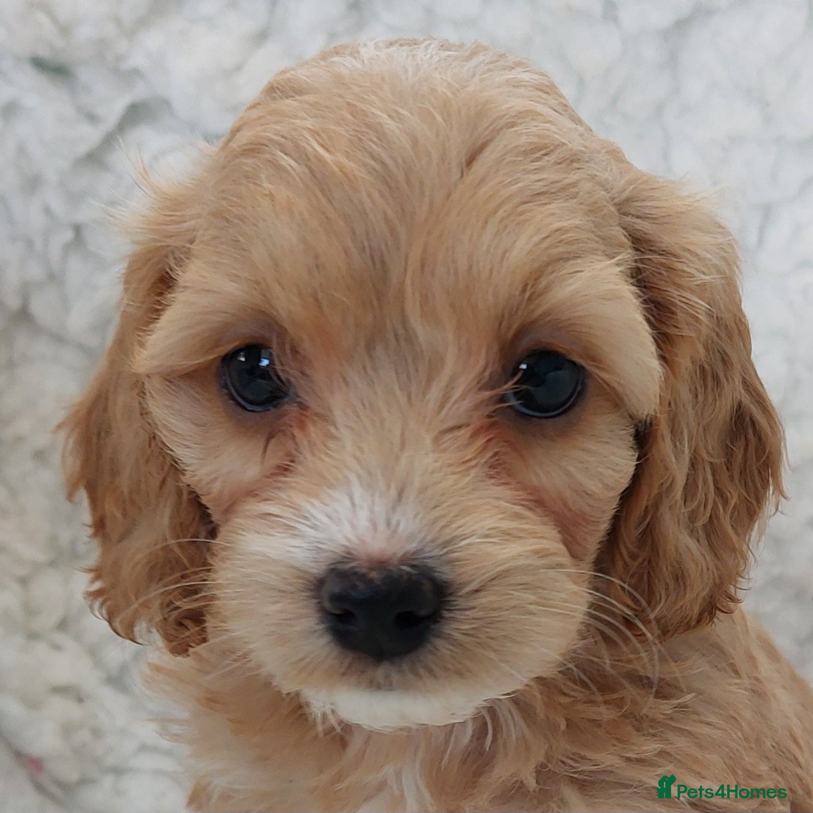 Cockapoo dogs 2 available Beautiful Cockapoos. Ready to visit  - Advert 4