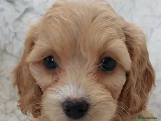 Cockapoo dogs 2 available Beautiful Cockapoos. Ready to visit - Advert 5