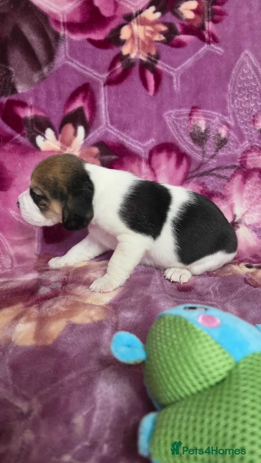 Beagle dogs for sale: Beautiful Beagle puppies looking for loving homes - Advert 25