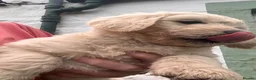 Goldendoodle dogs for sale: 💙 4 Gorgeous F1 Goldendoodle Boys 💙 - Advert 10