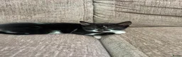 Mixed Breed cats for sale: Kittens looking for forever homes! - Advert 5