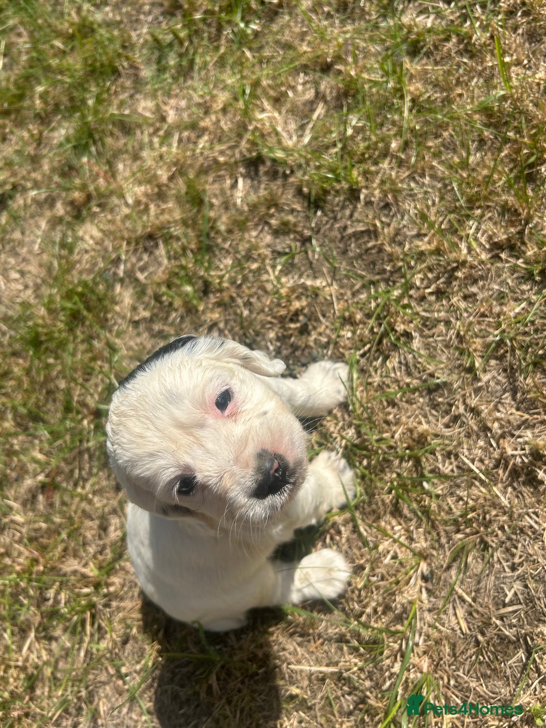 Sprocker dogs for sale: Sprocker puppies - Image 13